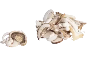 Paddenstoelenmix gesneden 1kg